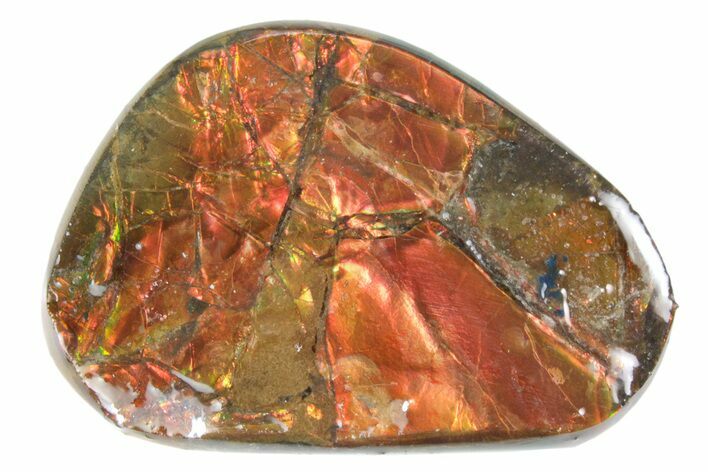 Iridescent Ammolite (Fossil Ammonite Shell) - Alberta #357486